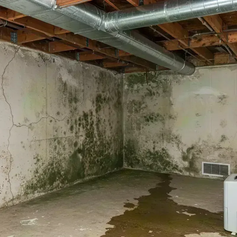 Professional Mold Removal in Ballwin, MO